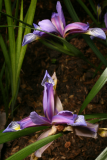 Iris graminea RCP5-10 424.jpg